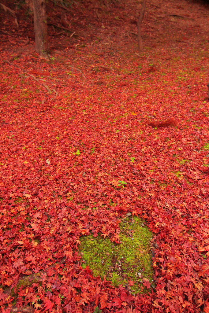 北野天満宮の紅葉(7)