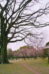 京都御所(2)
