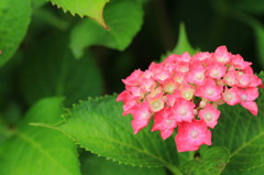 三室戸寺の紫陽花(3)