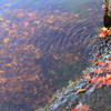 城南宮の紅葉(2)