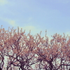 梅9