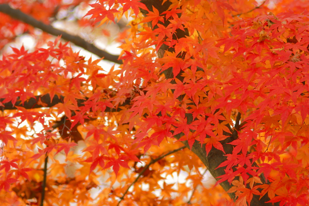 紅葉14