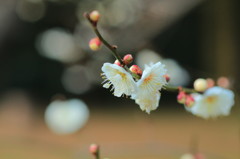 2016梅(4)