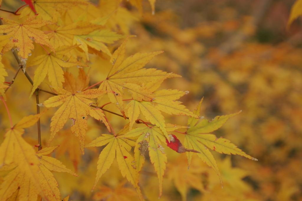 紅葉8