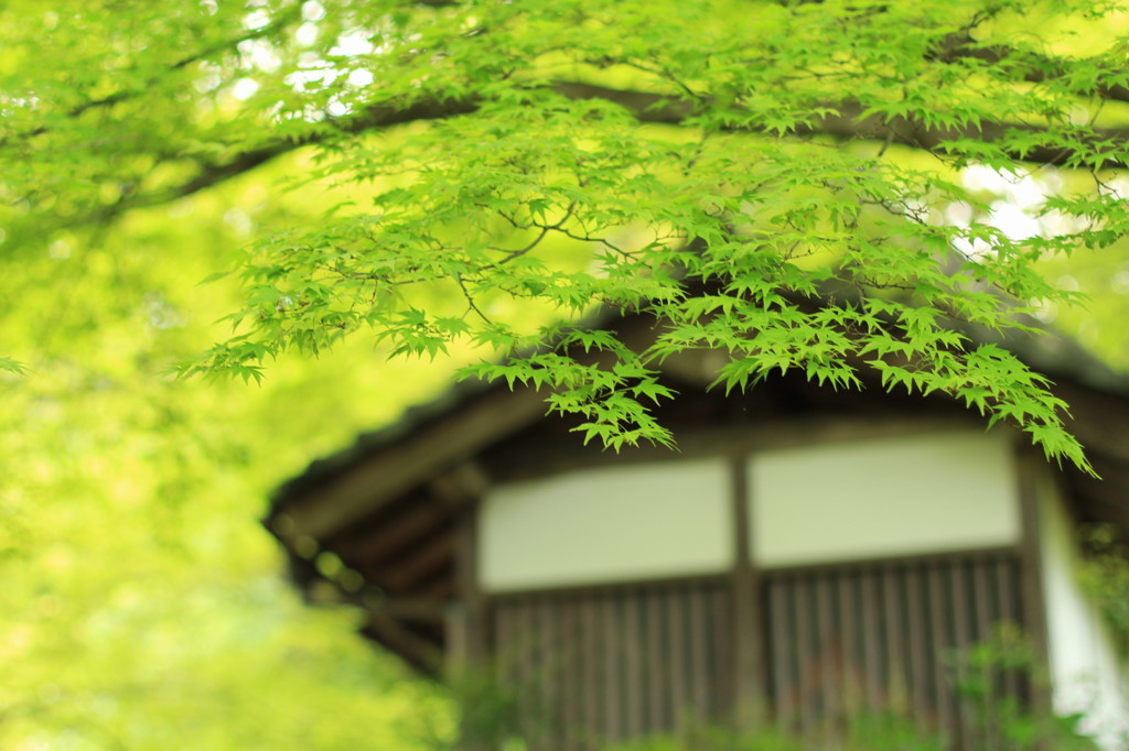 善峯寺(3)