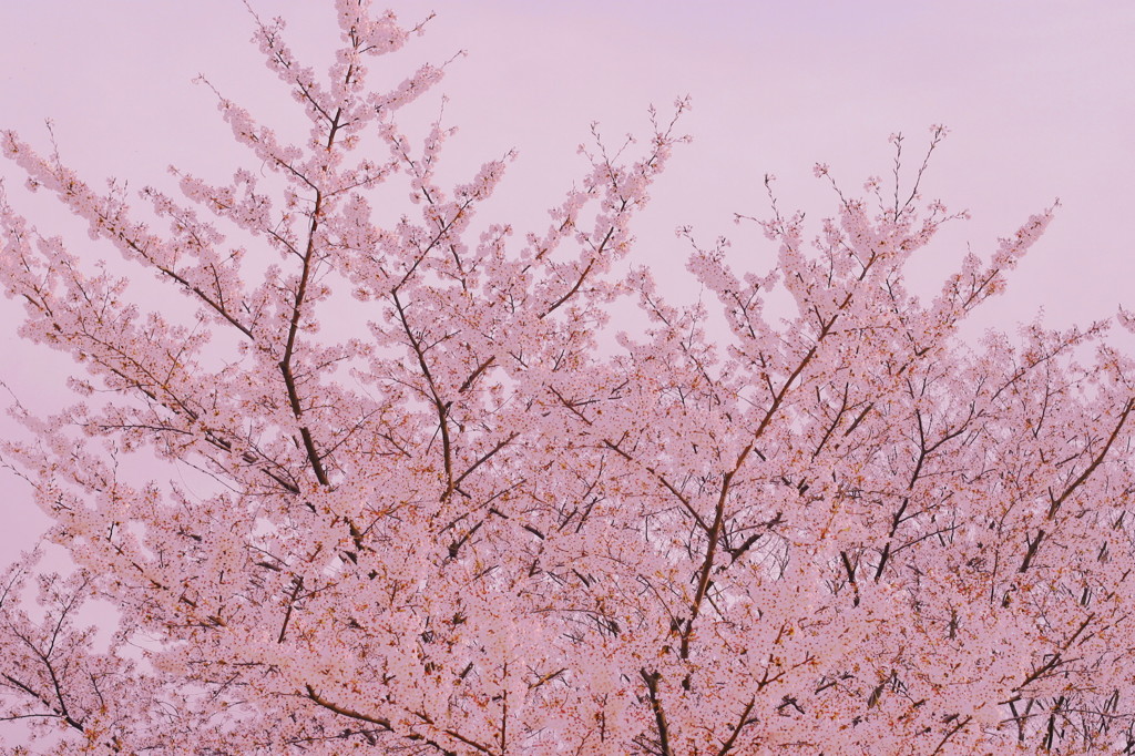 桜の思い出(5)