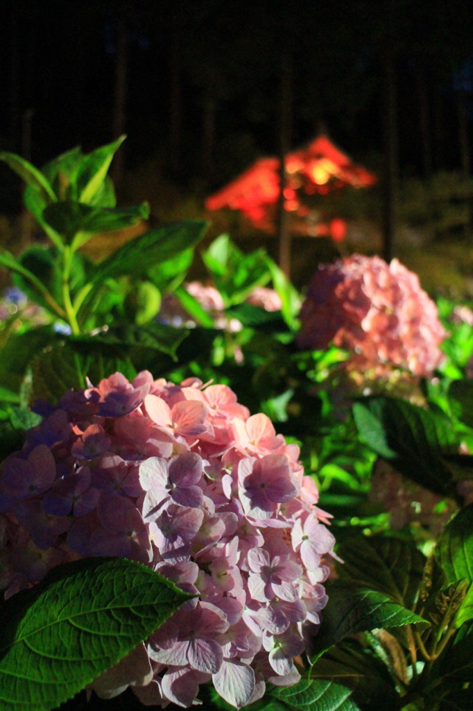 三室戸寺の紫陽花(３)
