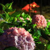 三室戸寺の紫陽花(３)