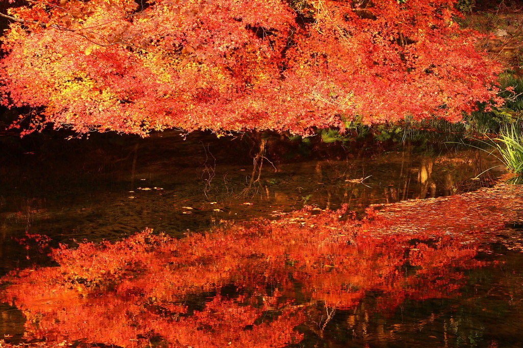 比叡山ふもとの紅葉