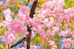 京都の桜（14）