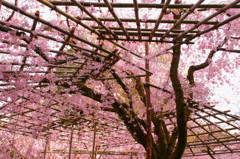 平安神宮神苑の桜(3)
