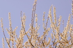 梅6