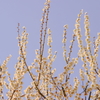 梅6