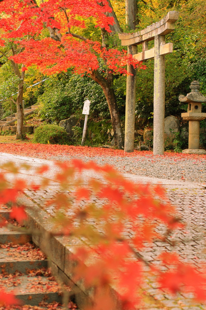 光明寺の紅葉(6)