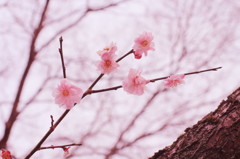 京都御所(3)