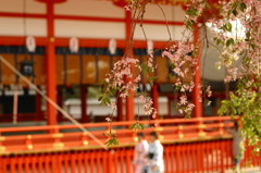 伏見稲荷の枝垂れ桜(1)