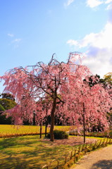 京都の桜2015(25)