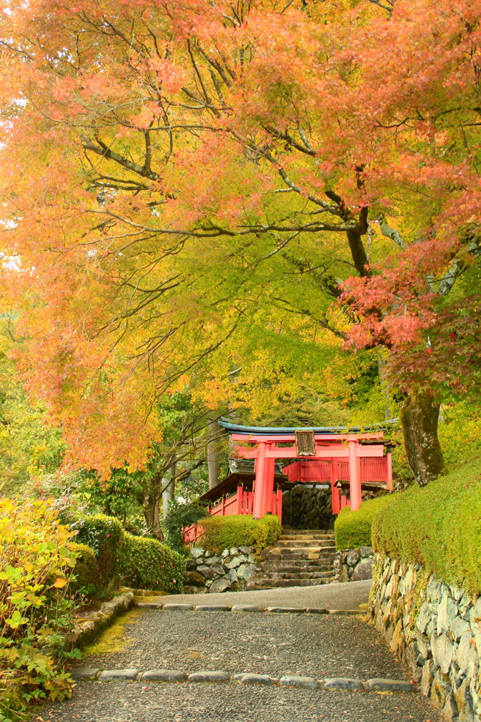 善峯寺の紅葉(1)