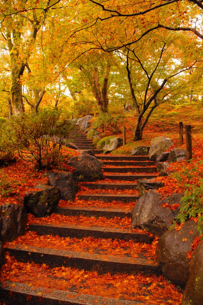東福寺の紅葉(5)