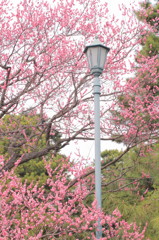 京都御所(4)