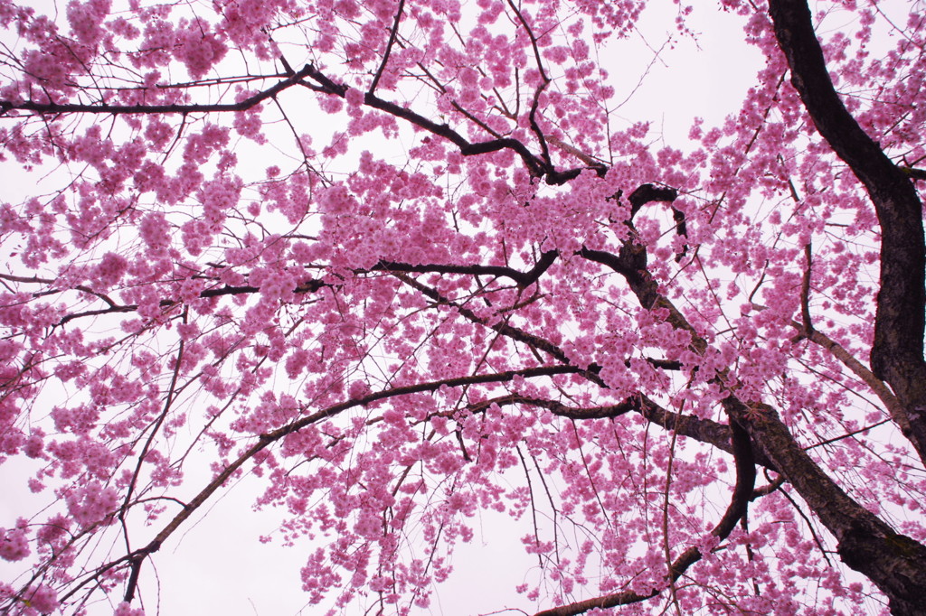 京都の桜2015(12)