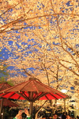 京都の桜2015(1)
