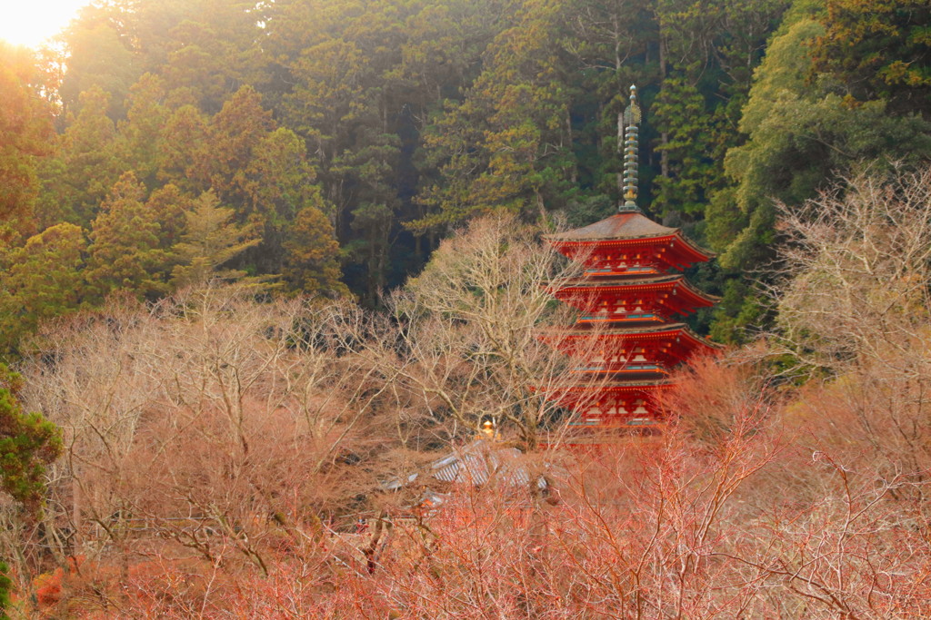 長谷寺　五重塔