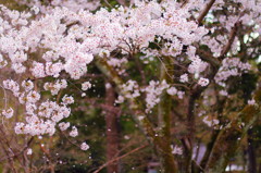 京都の桜2015(14)