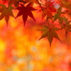 2016東福寺の紅葉(4)