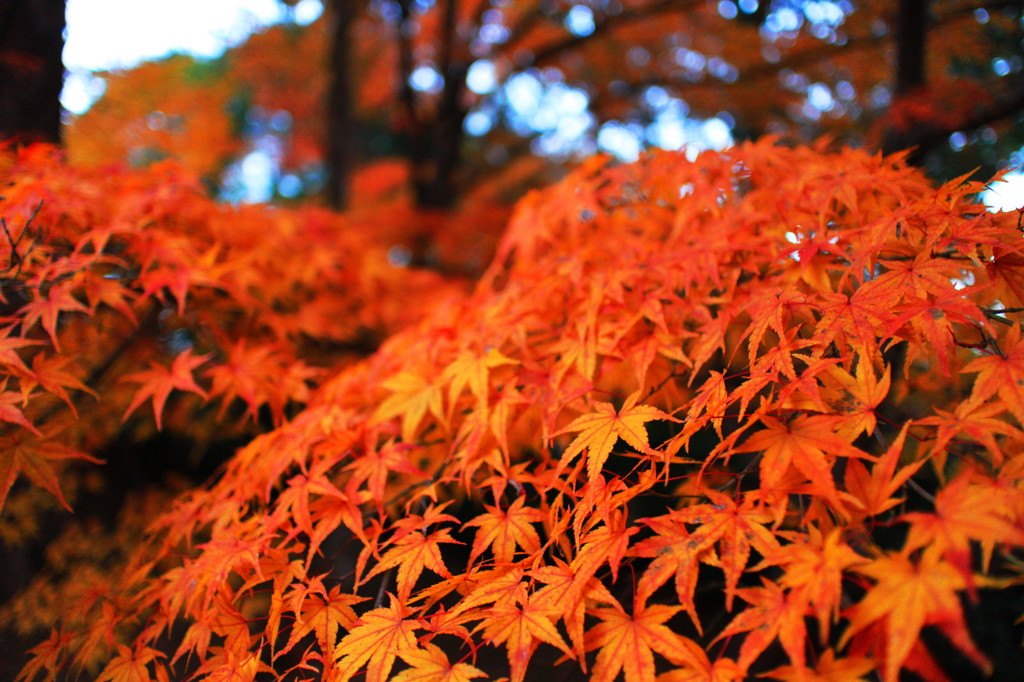 小さな紅葉の山