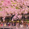 平安神宮神苑の桜(14)