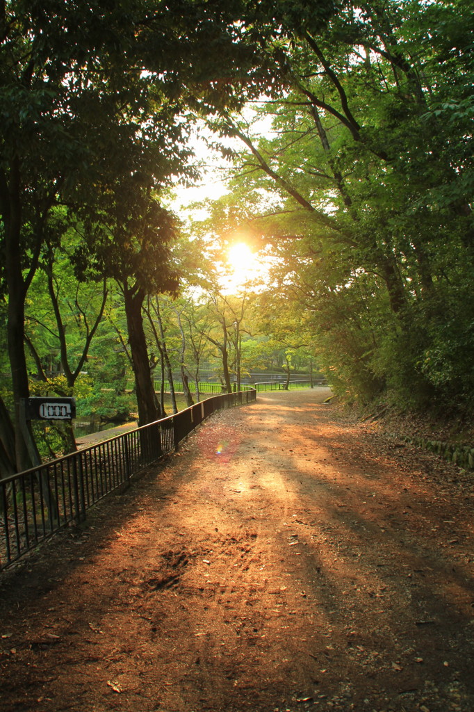散歩道
