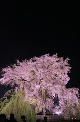 円山公園の大枝垂桜