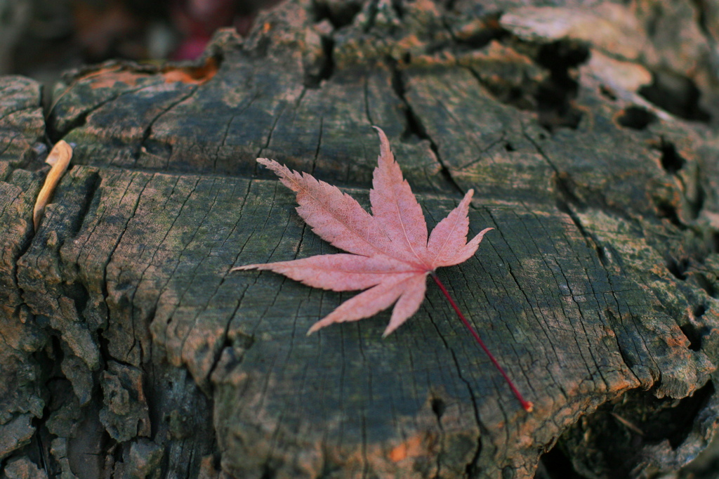 紅葉5