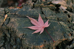紅葉5