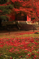 東福寺の紅葉⑤