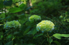 善峯寺の紫陽花(9)