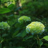 善峯寺の紫陽花(9)