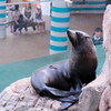 アシカ