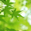 新緑