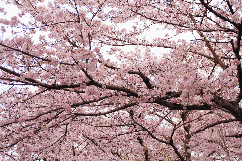 京都の桜2015(16)