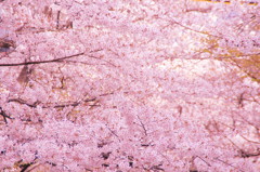 京都の桜（15）