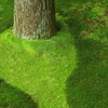 Green Flow