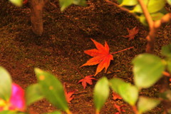 鈴虫寺の紅葉(1)