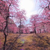 城南宮の梅(3)