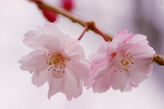 小金井の桜6