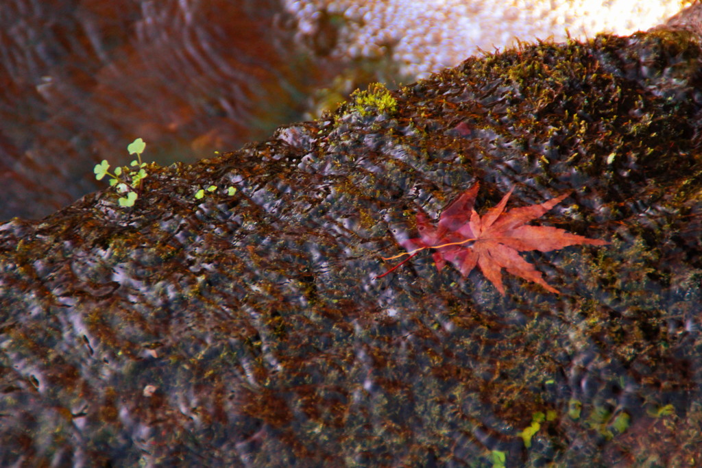 城南宮の紅葉(5)