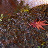 城南宮の紅葉(5)