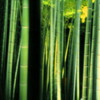 東山花灯路(5)