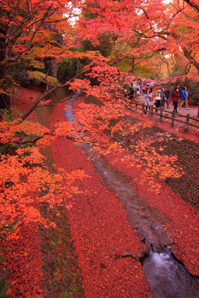 北野天満宮の紅葉(8)